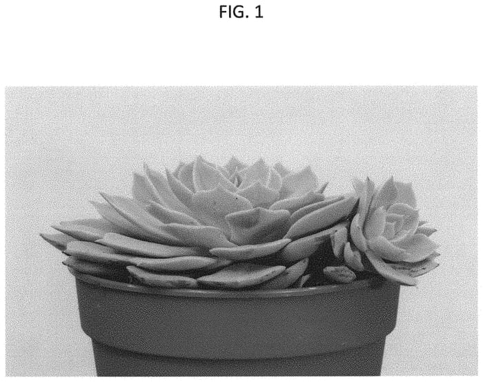 Figure 1 of US plant patent PP31461, the photograph of TSAECH1825 printed in the patent.