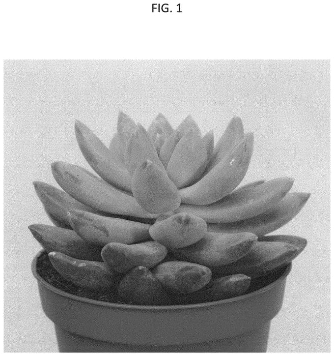 Figure 1 of US plant patent PP31462, the photograph of TSAECH1802 printed in the patent.
