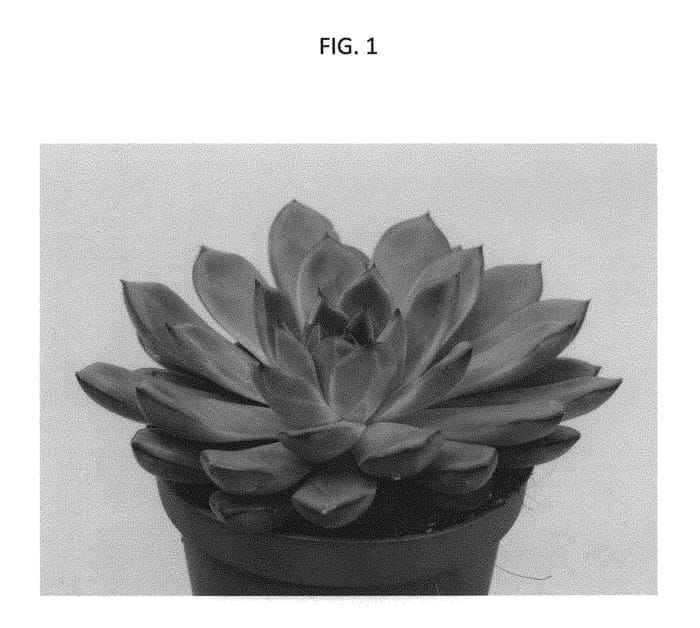 Figure 1 of US plant patent PP31463, the photograph of TSAECH1826 printed in the patent.