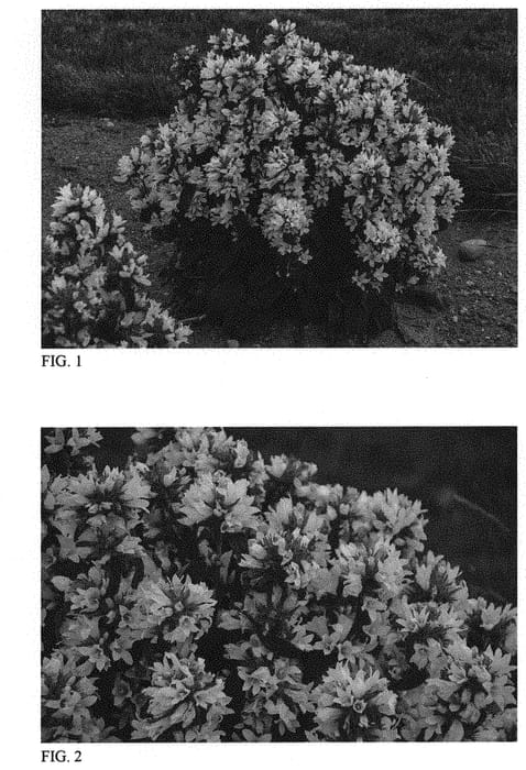 Figure 1 of US plant patent PP31465, the photograph of Angel Bells printed in the patent.