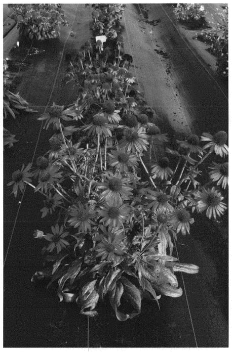 Figure 1 of US plant patent PP31466, the photograph of Embers Fever printed in the patent.