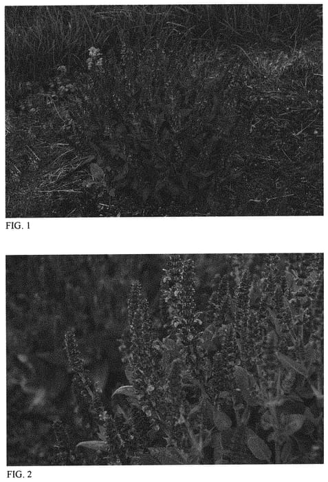 Figure 1 of US plant patent PP31467, the photograph of Violet Profusion printed in the patent.