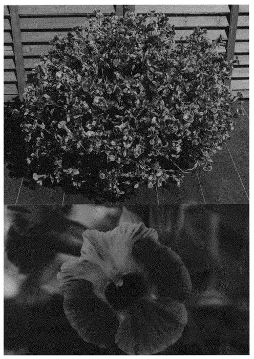 Figure 1 of US plant patent PP31468, the photograph of Sunreni Sanimiya printed in the patent.