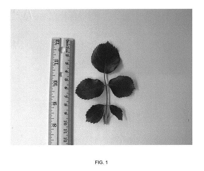 Figure 1 of US plant patent PP31469, the photograph of VLR001 printed in the patent.