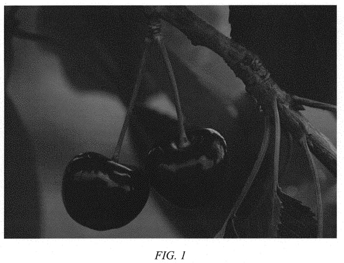 Figure 1 of US plant patent PP31470, the photograph of Final 131 printed in the patent.