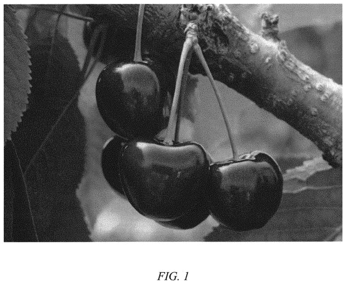 Figure 1 of US plant patent PP31471, the photograph of Final 113 printed in the patent.