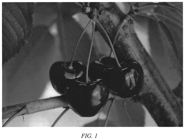 Figure 1 of US plant patent PP31472, the photograph of Final 121 printed in the patent.