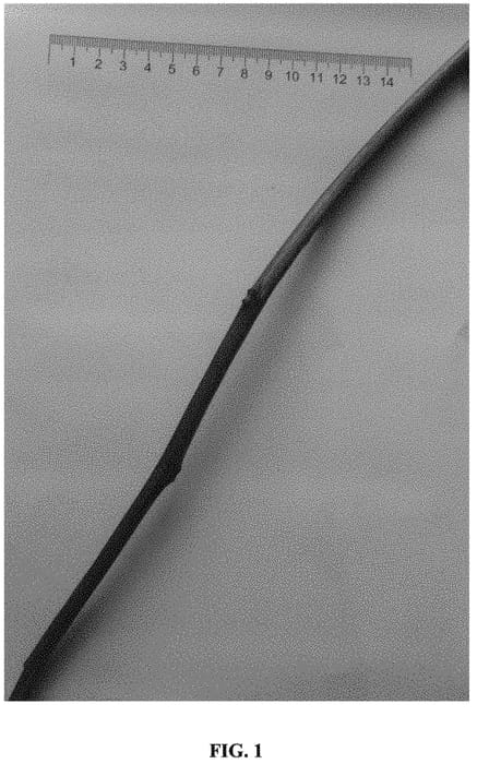 Figure 1 of US plant patent PP31473, the photograph of FNZ-8VB printed in the patent.