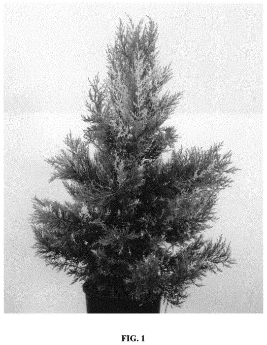 Figure 1 of US plant patent PP31474, the photograph of Havfrego printed in the patent.