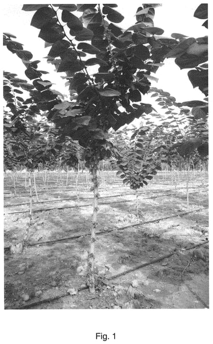 Figure 1 of US plant patent PP31475, the photograph of Chongyang printed in the patent.