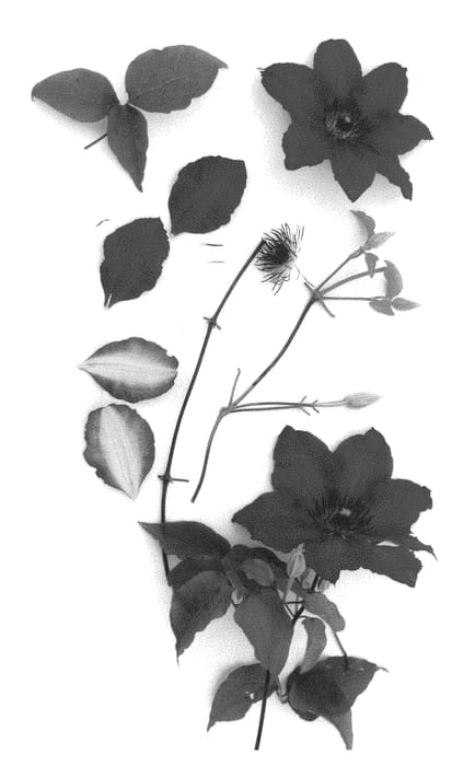 Figure 1 of US plant patent PP31476, the photograph of Evipo083 printed in the patent.