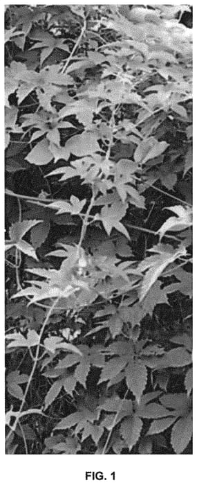 Figure 1 of US plant patent PP31477, the photograph of Kriya printed in the patent.