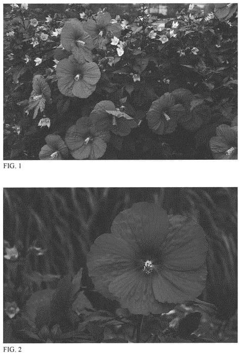 Figure 1 of US plant patent PP31478, the photograph of Holy Grail printed in the patent.