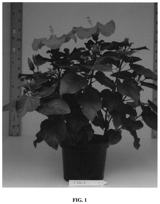 Figure 1 of US plant patent PP31479, the photograph of Lanchippewa printed in the patent.