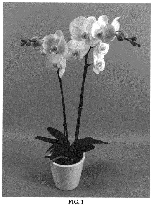 Figure 1 of US plant patent PP31480, the photograph of PHALGILAQ printed in the patent.