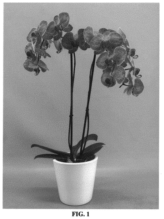 Figure 1 of US plant patent PP31481, the photograph of PHALFESFI printed in the patent.