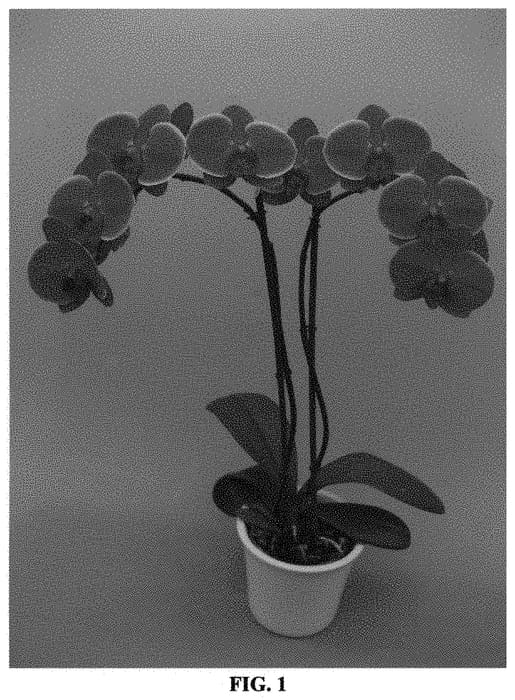 Figure 1 of US plant patent PP31482, the photograph of PHALGLAOR printed in the patent.