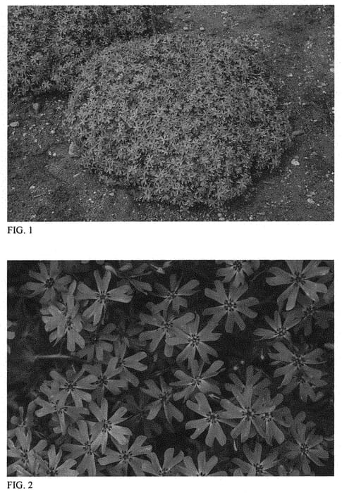 Figure 1 of US plant patent PP31483, the photograph of Bedazzled Orchid printed in the patent.