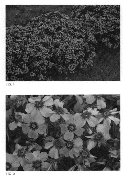 Figure 1 of US plant patent PP31484, the photograph of Eye Candy printed in the patent.
