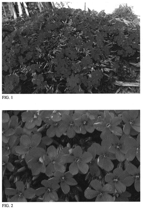 Figure 1 of US plant patent PP31485, the photograph of Rocky Road Magenta printed in the patent.