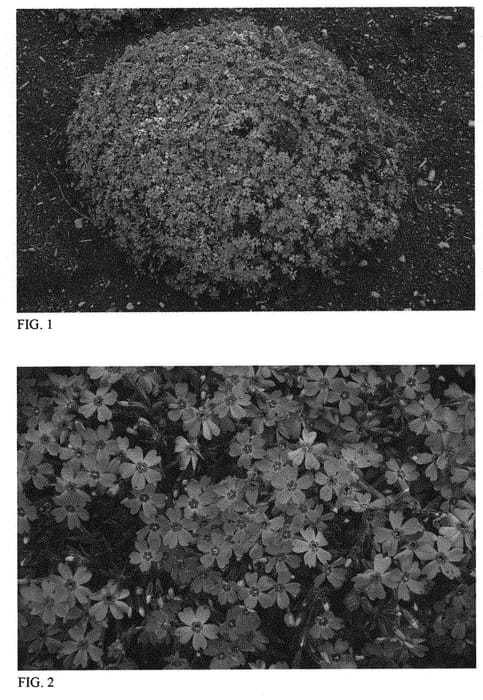 Figure 1 of US plant patent PP31486, the photograph of Rocky Road Pink printed in the patent.
