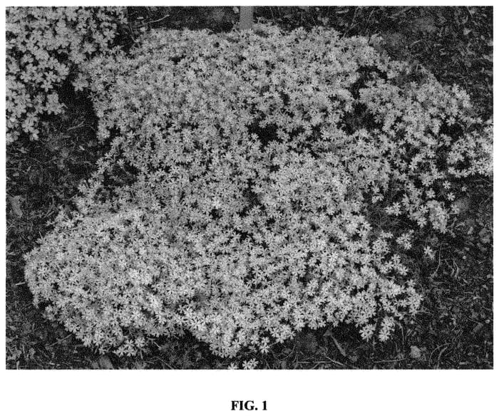 Figure 1 of US plant patent PP31487, the photograph of Perfectly Puzzling printed in the patent.