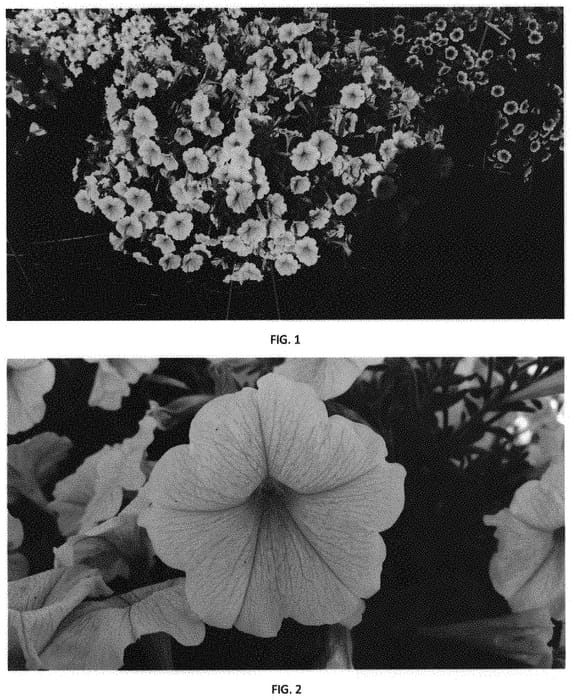 Figure 1 of US plant patent PP31488, the photograph of PEHY0033 printed in the patent.