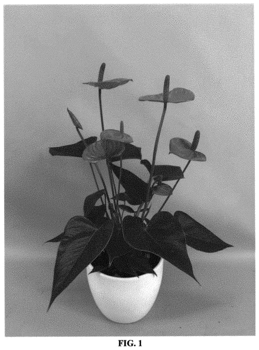 Figure 1 of US plant patent PP31489, the photograph of ANTHFANXOL printed in the patent.