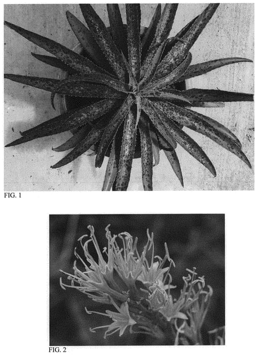 Figure 1 of US plant patent PP31490, the photograph of My Dog Spot printed in the patent.