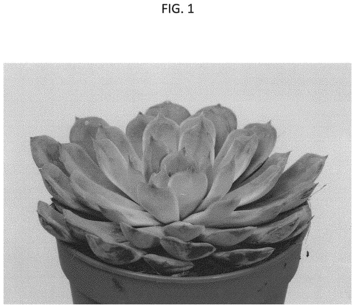 Figure 1 of US plant patent PP31491, the photograph of TSAECH1820 printed in the patent.