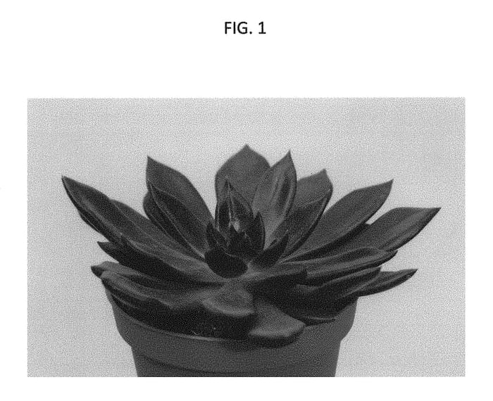 Figure 1 of US plant patent PP31492, the photograph of TSAECH1806 printed in the patent.