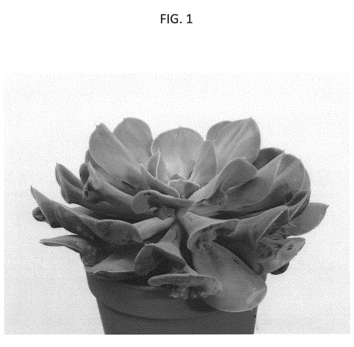 Figure 1 of US plant patent PP31493, the photograph of AMIECH1819 printed in the patent.