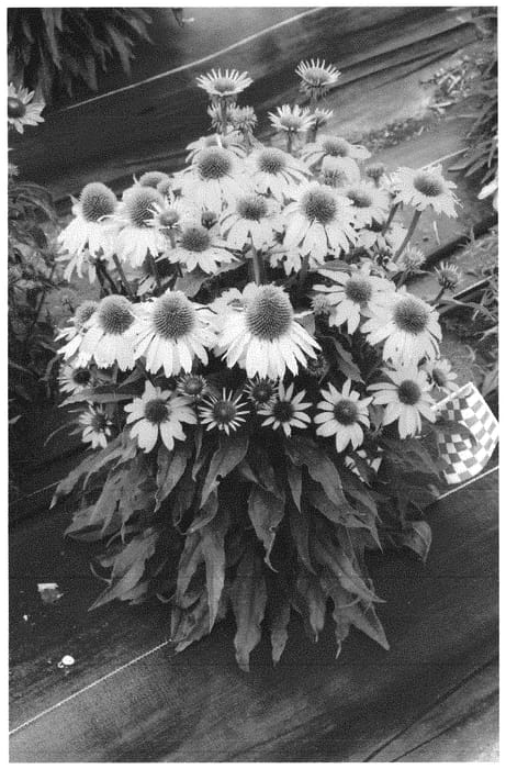 Figure 1 of US plant patent PP31494, the photograph of Embers Sparks printed in the patent.