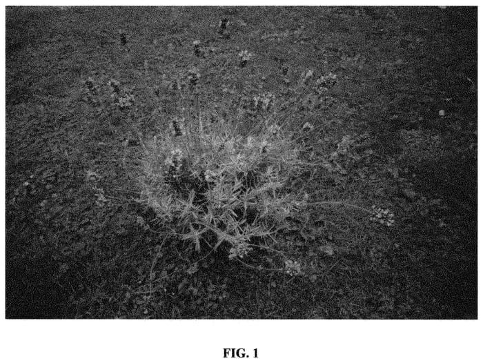 Figure 1 of US plant patent PP31495, the photograph of Lavval printed in the patent.