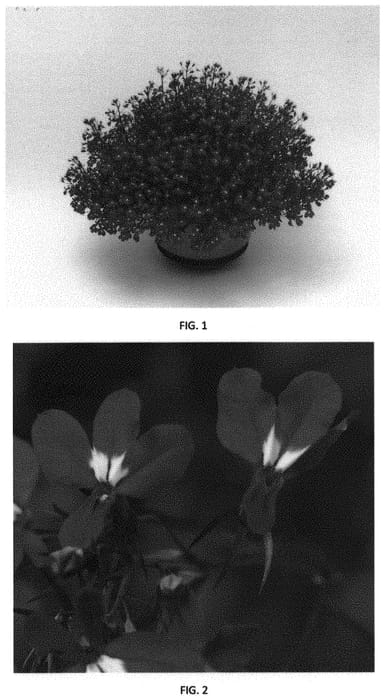 Figure 1 of US plant patent PP31496, the photograph of LOBZ0017 printed in the patent.