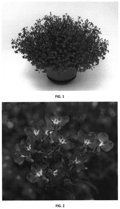 Figure 1 of US plant patent PP31497, the photograph of LOBZ0016 printed in the patent.