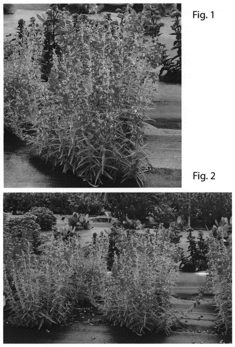 Figure 1 of US plant patent PP31498, the photograph of TNPENHM printed in the patent.