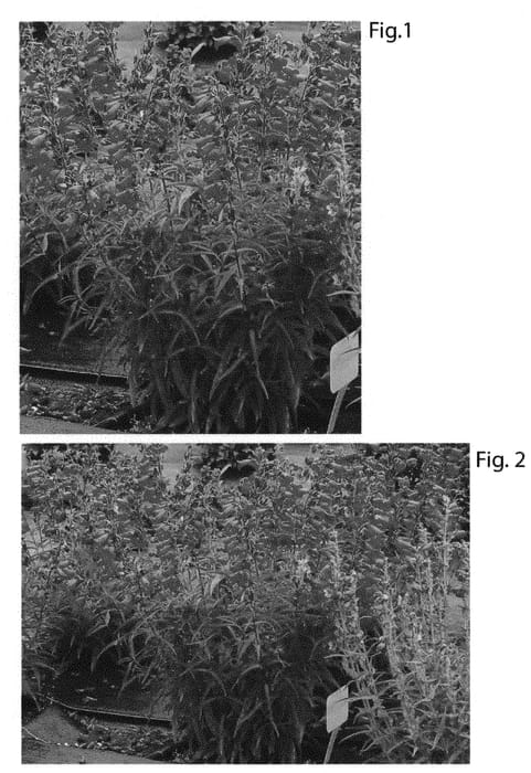Figure 1 of US plant patent PP31499, the photograph of TNPENHR printed in the patent.