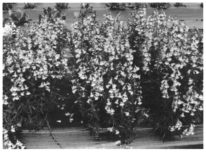Figure 1 of US plant patent PP31500, the photograph of TNPENHPI printed in the patent.