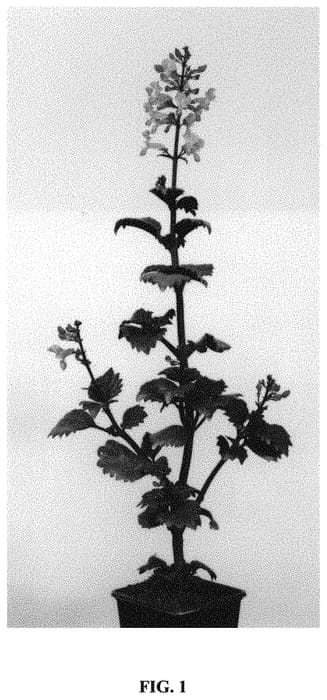 Figure 1 of US plant patent PP31501, the photograph of De Wet F printed in the patent.