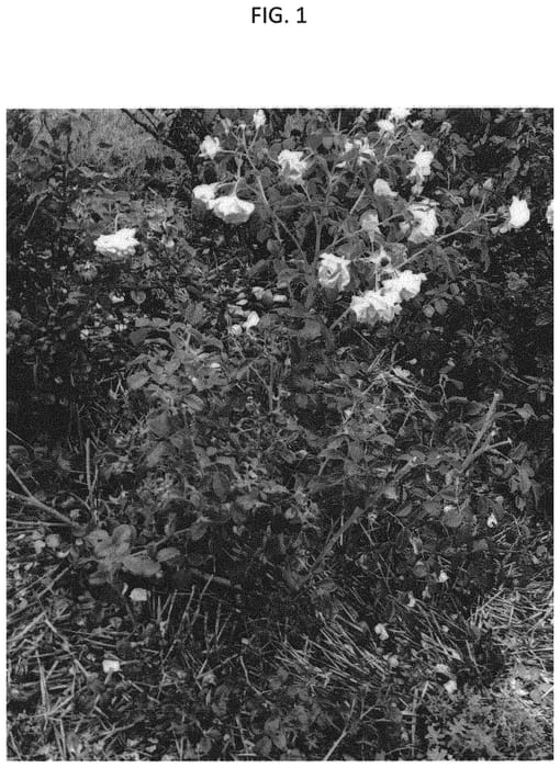 Figure 1 of US plant patent PP31502, the photograph of GRAtusc printed in the patent.