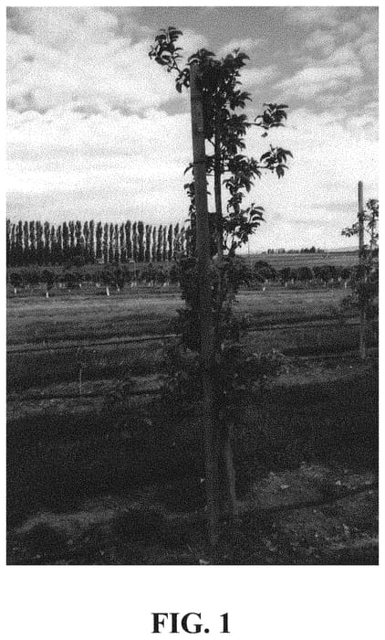Figure 1 of US plant patent PP31503, the photograph of Regal D5-100 printed in the patent.