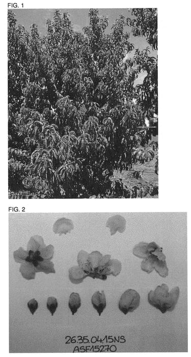 Figure 1 of US plant patent PP31504, the photograph of NSRED15270 printed in the patent.