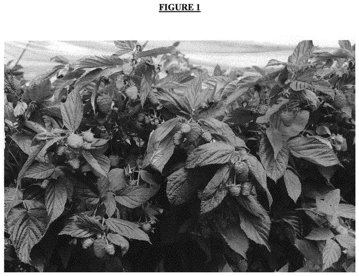 Figure 1 of US plant patent PP31505, the photograph of Vision printed in the patent.