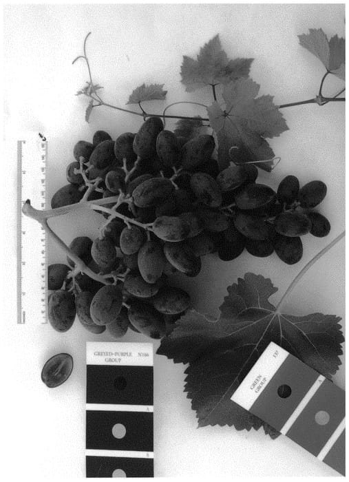 Figure 1 of US plant patent PP31506, the photograph of IFG Forty printed in the patent.