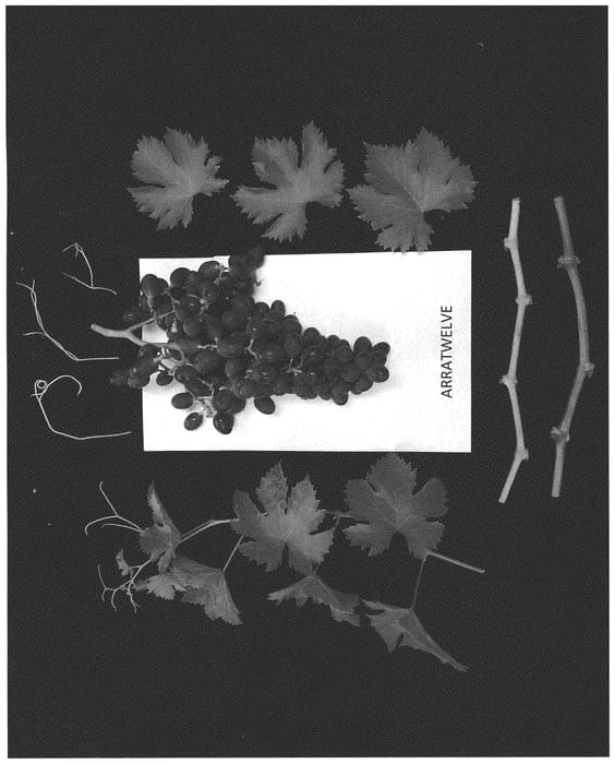 Figure 1 of US plant patent PP31507, the photograph of ARRATWELVE printed in the patent.