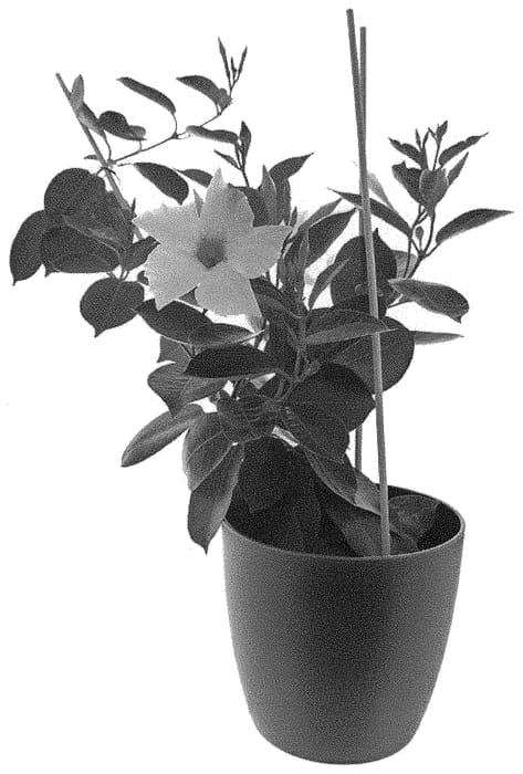 Figure 1 of US plant patent PP31508, the photograph of Inmanboclp printed in the patent.