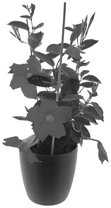 Figure 1 of US plant patent PP31509, the photograph of Inmanbochp printed in the patent.