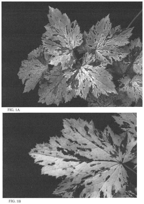 Figure 1 of US plant patent PP31510, the photograph of Hillside Splashdance printed in the patent.