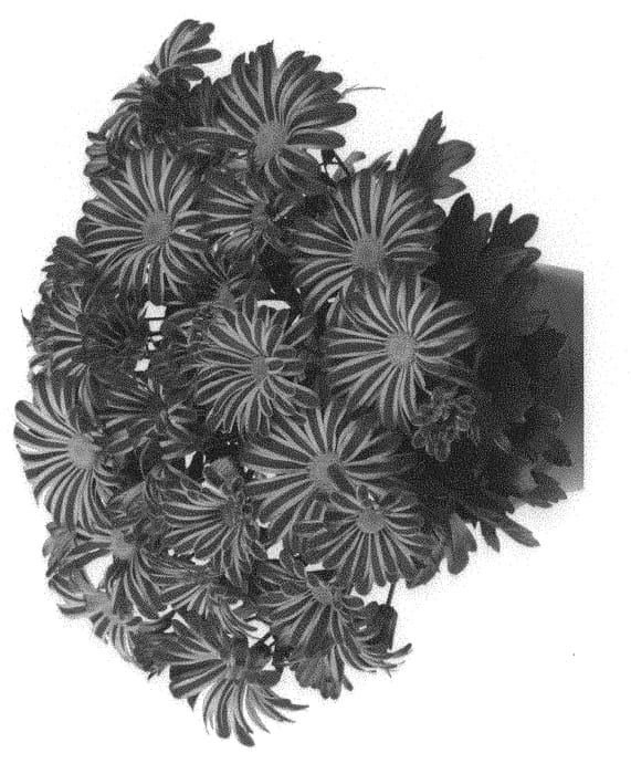 Figure 1 of US plant patent PP31511, the photograph of Domraincir printed in the patent.